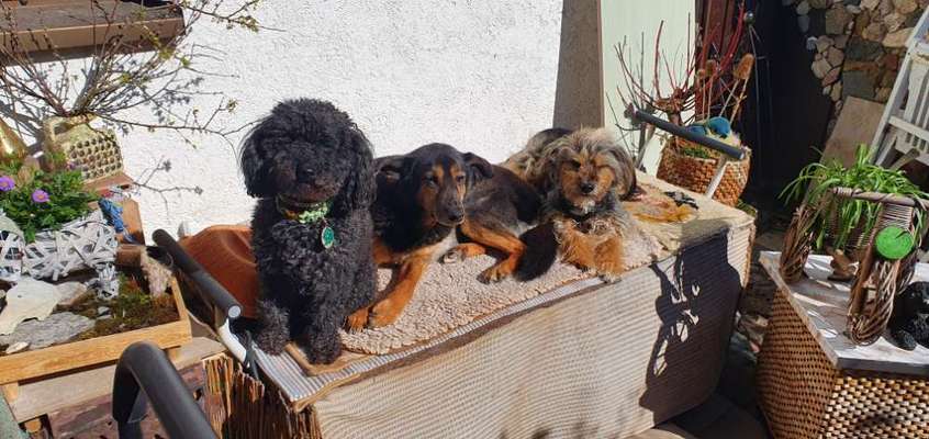 Deutsche Schäferhunde, Belgische Schäferhunde.-Beitrag-Bild