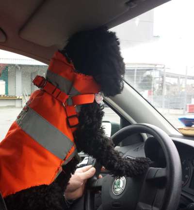 Trickdogging-Beitrag-Bild