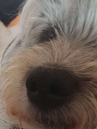 42. Handy Fotochallenge - Den richtigen Riecher haben-Beitrag-Bild