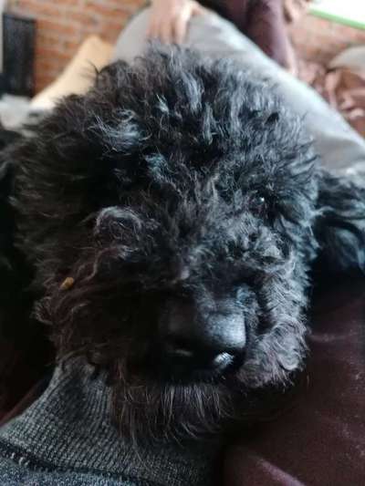 Zeigt mir die tollste Nahaufnahme von eurer Fellnase-Beitrag-Bild