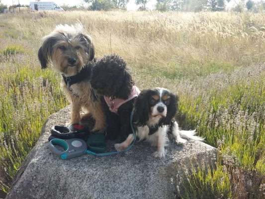 31. Collagen Challenge - Bänke/ Steine /Baumstümpfe-Beitrag-Bild