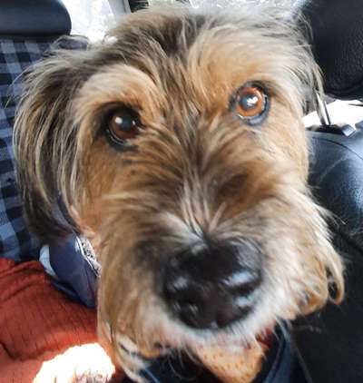 Zeigt mir die tollste Nahaufnahme von eurer Fellnase-Beitrag-Bild