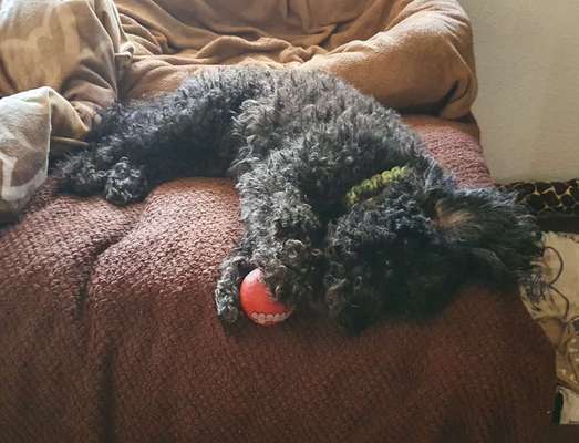 Dogorama Photo Challenge - Rund-Beitrag-Bild