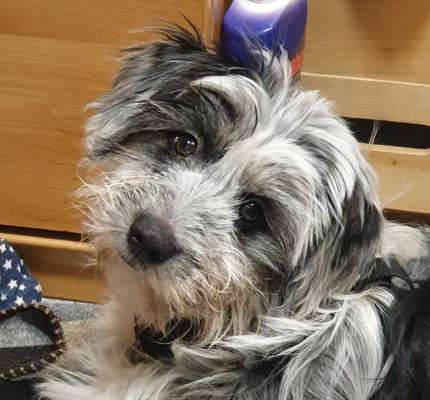 Dogorama Photo Challenge - Portrait-Beitrag-Bild