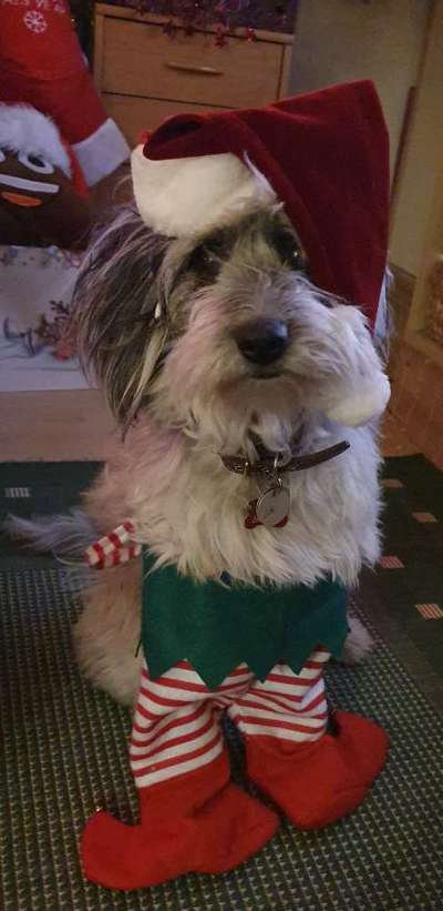 Fotochallenge 111: Endlich! Morgen kommt der Nikolaus..-Beitrag-Bild