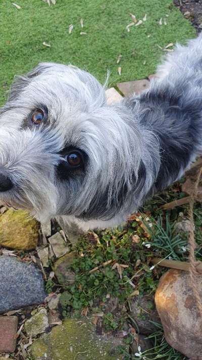 Dogorama Photo Challenge - die ersten Frühjahrsblumen-Beitrag-Bild