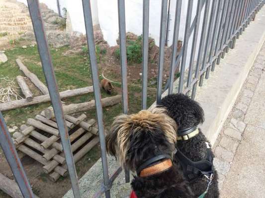 19. Collagen Challenge - Brücken-Beitrag-Bild