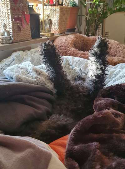 Hands,äh Pfoten up in the Air-Beitrag-Bild