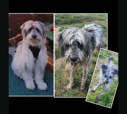 dirty Dog-Beitrag-Bild