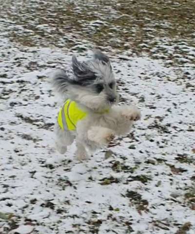 Foto Challenge Nr.: 114
Hunde im Schnee-Beitrag-Bild