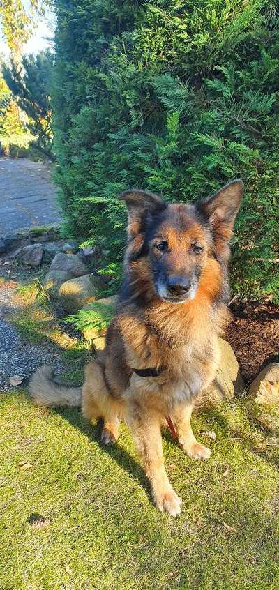 Deutsche Schäferhunde, Belgische Schäferhunde.-Beitrag-Bild