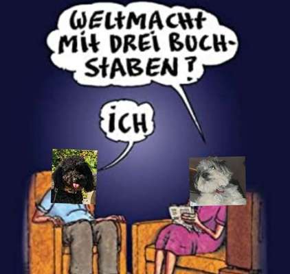 Hunde Memes-Beitrag-Bild