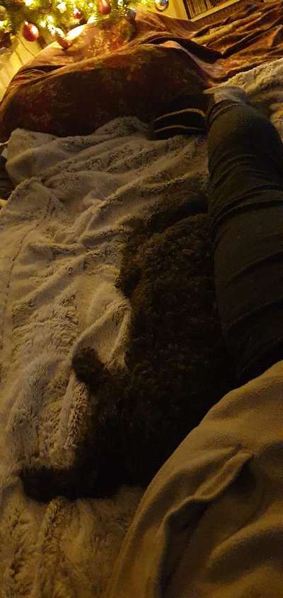 Vertrauen zwischen Hund und Halter-Beitrag-Bild