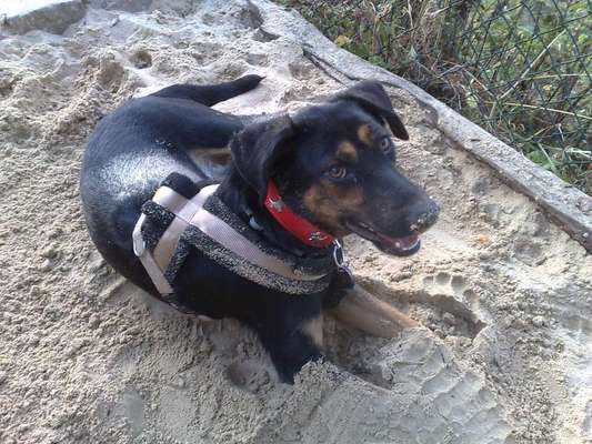 Deutsche Schäferhunde, Belgische Schäferhunde.-Beitrag-Bild