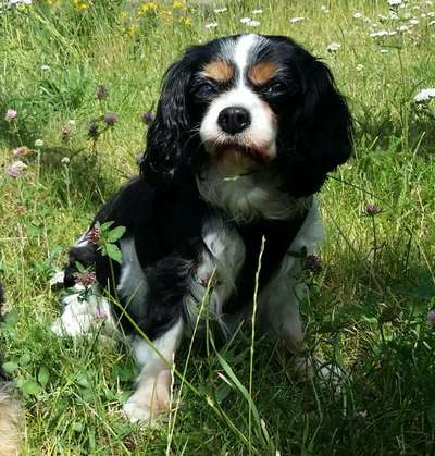 Dogorama Photo Challenge - Portrait-Beitrag-Bild