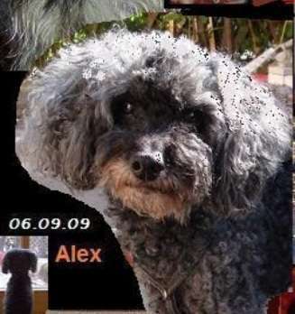 Vertrauen zwischen Hund und Halter-Beitrag-Bild