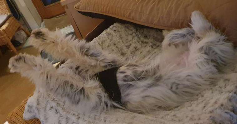 Hands,äh Pfoten up in the Air-Beitrag-Bild