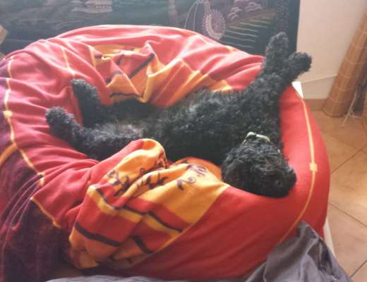 Hands,äh Pfoten up in the Air-Beitrag-Bild