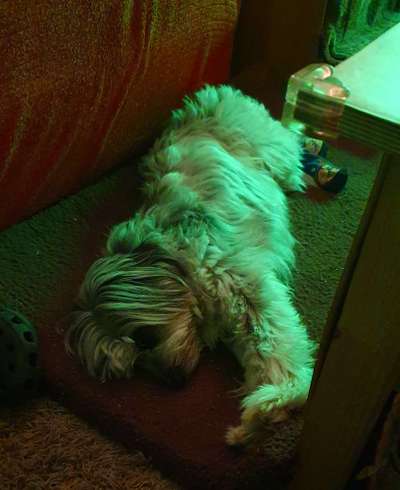 Farben Fotochallenge Thema ,,Grün"-Beitrag-Bild