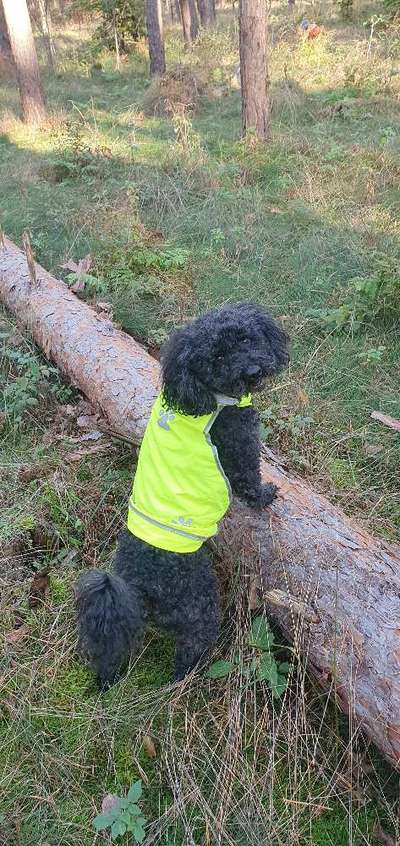 Black dogs are beautiful-Beitrag-Bild