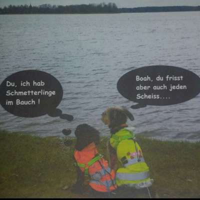 Hier ist der Spaßthread. Zum Schmunzeln und Kaputtlachen-Beitrag-Bild