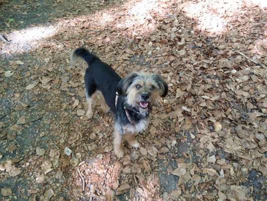 Hundebilder-Beitrag-Bild