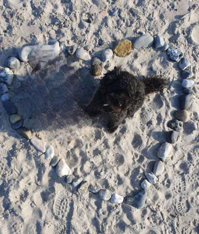 Dogorama Photo Challenge - Herzenshund-Beitrag-Bild