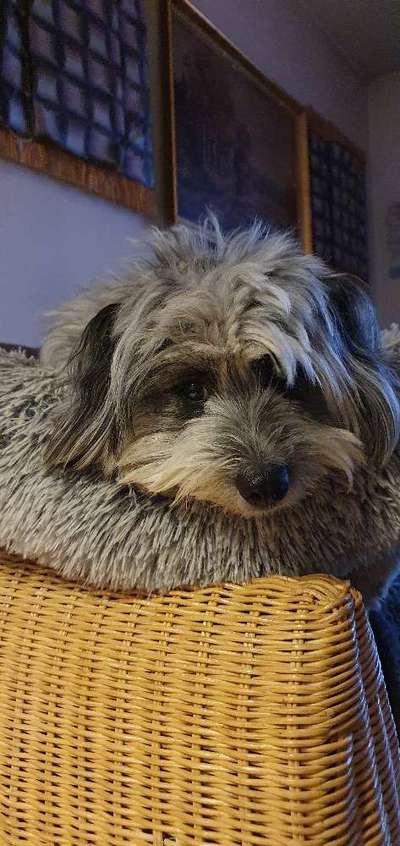 Wie heißt dein Hund?-Beitrag-Bild