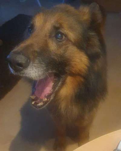 Dogorama Photo Challenge - Mäulchen auf-Beitrag-Bild