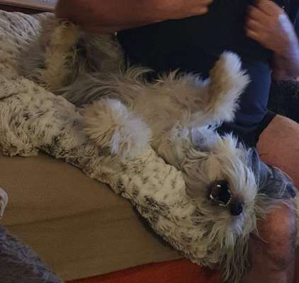 Dogorama Photo Challenge - Wälzen-Beitrag-Bild