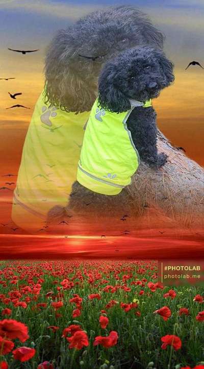 Photoshop und Co.-Beitrag-Bild