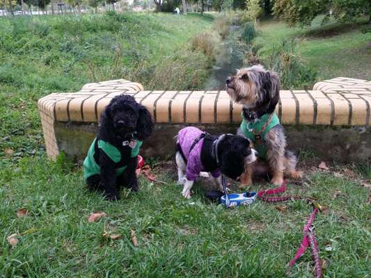 19. Collagen Challenge - Brücken-Beitrag-Bild