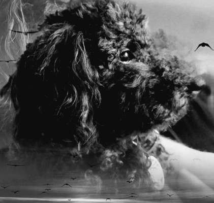 32. Collagen Challenge - eure liebsten gestellten Fotos-Beitrag-Bild