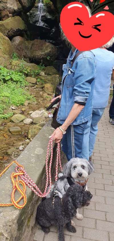 Dogorama Photo Challenge - Wasserfall-Beitrag-Bild