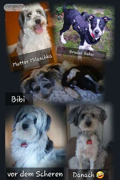 Mischlinge - wo habt Ihr Eure gefunden?-Beitrag-Bild