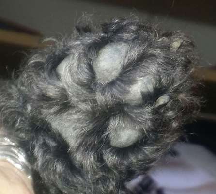 Fusspics sind out, Pfoten for the win!-Beitrag-Bild