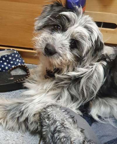 TierschutzhundeStammtisch🐕-Beitrag-Bild