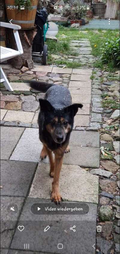 Deutsche Schäferhunde, Belgische Schäferhunde.-Beitrag-Bild