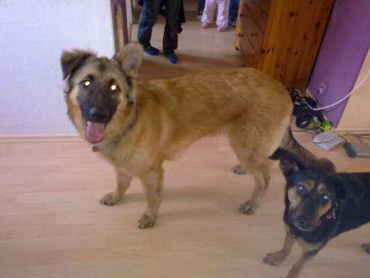 Deutsche Schäferhunde, Belgische Schäferhunde.-Beitrag-Bild