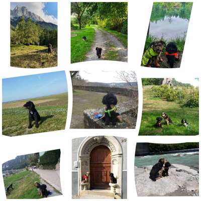 29. Collagen Challenge - Wandern mit Hund-Beitrag-Bild