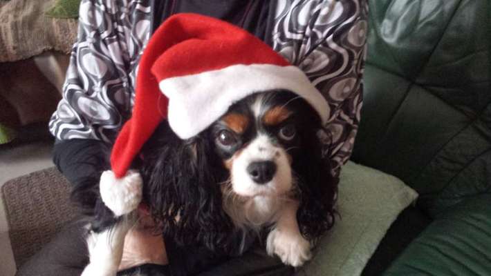 Dogorama Photo Challenge - Nikolaus-Beitrag-Bild