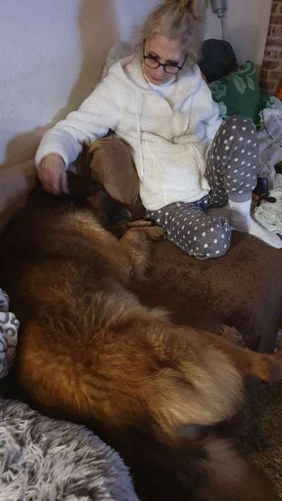 Zeigt her; eure "zu gross geratenen Schosshunde"-Beitrag-Bild