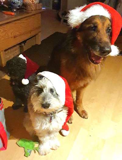 Dogorama Photo Challenge - Nikolaus-Beitrag-Bild