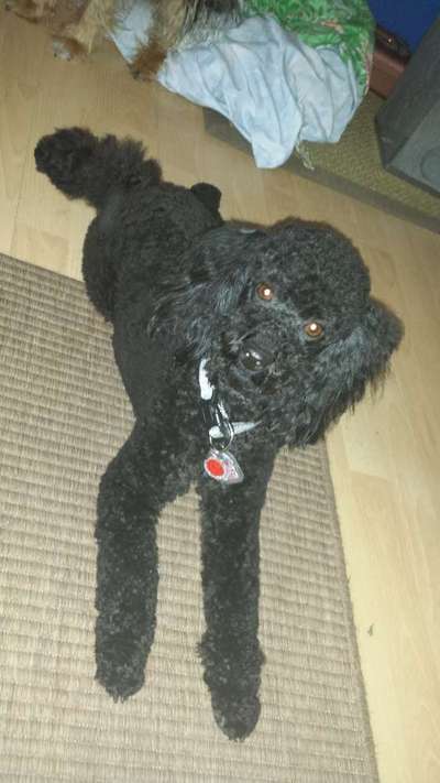 Reinrassige Hunde?-Beitrag-Bild