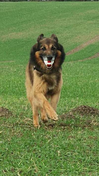 Malinois-Beitrag-Bild