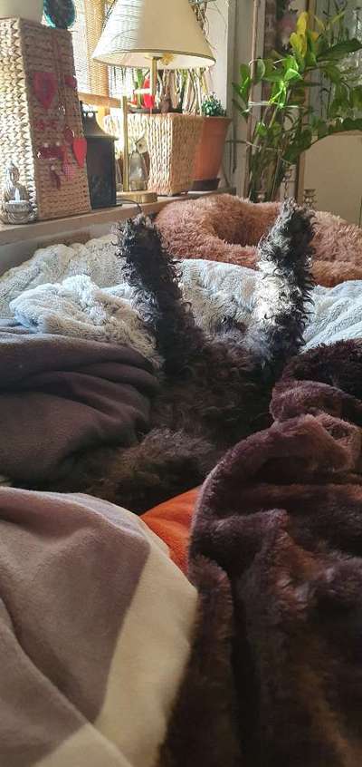 Alles rund um den Pudel-Beitrag-Bild