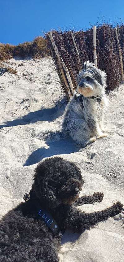 Die wunderschöne Welt mit Hund.-Beitrag-Bild