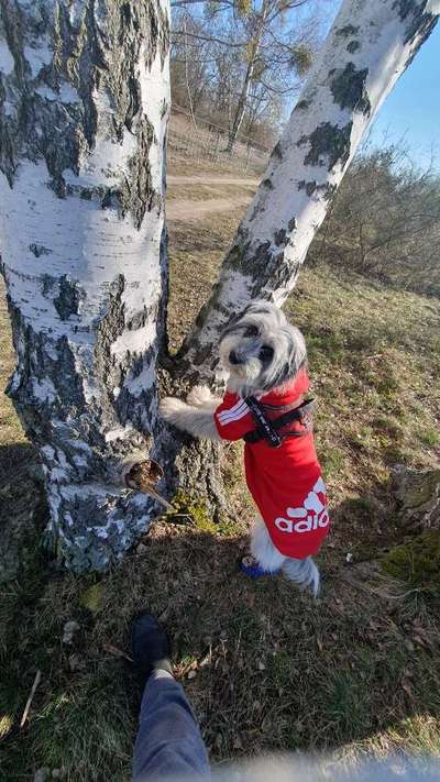 Handy Foto Challenge Nr. 49: Mein Freund der Baum-Beitrag-Bild