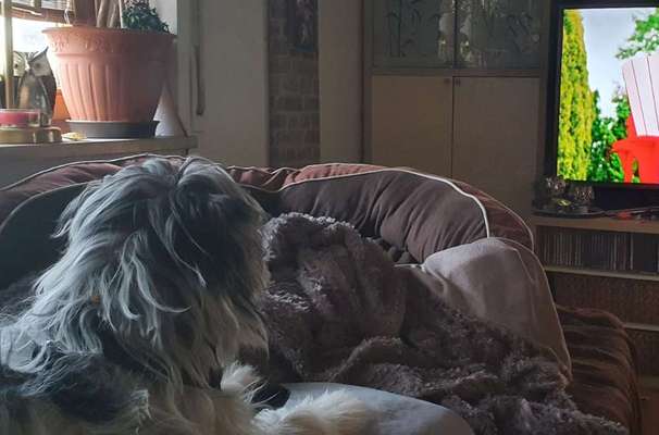 Dogorama Photo Challenge - Wir schauen fern (TV)-Beitrag-Bild