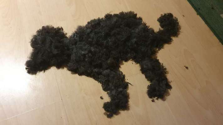 Alles rund um den Pudel-Beitrag-Bild